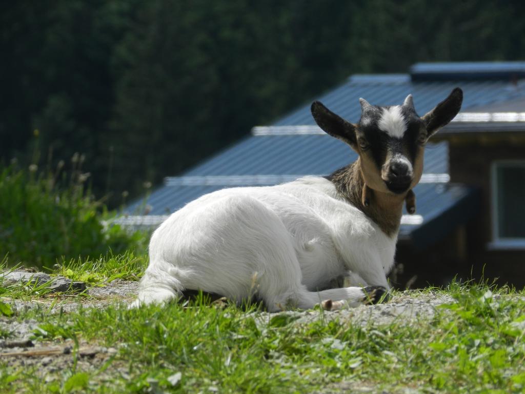 Blasbichlerhof Ramsau am Dachstein Exteriér fotografie